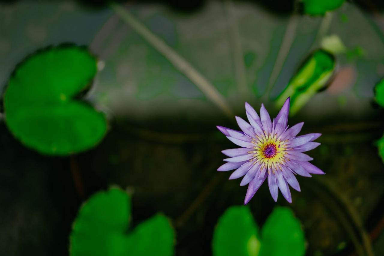 Jungle Lotus Villas Ubud Extérieur photo